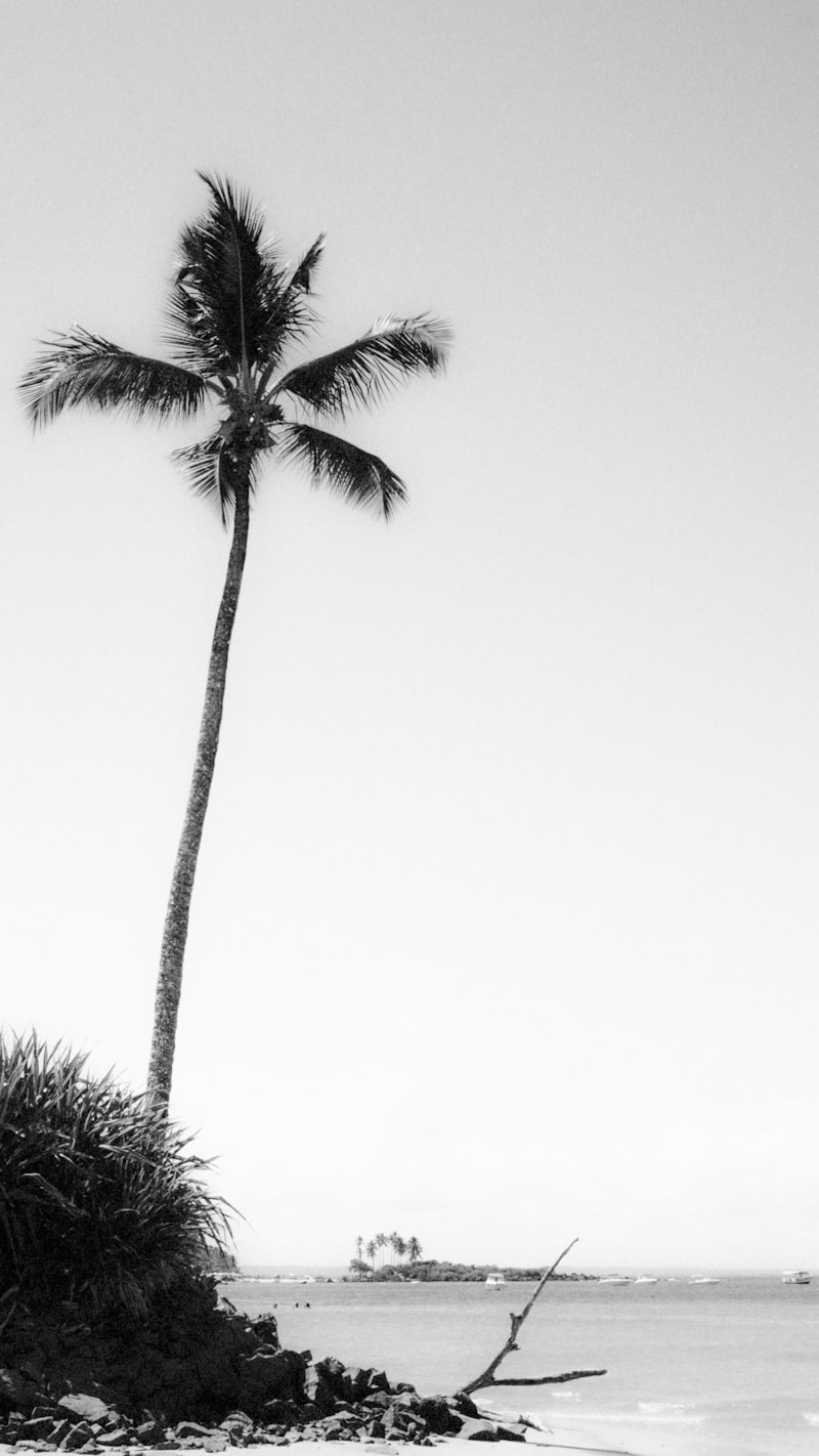 a palm tree on a beach